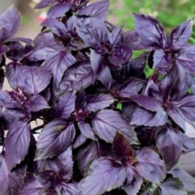 Семена базилика Виолет Кинг F1, фиолетовый, (0.5 кг.) Lark Seeds